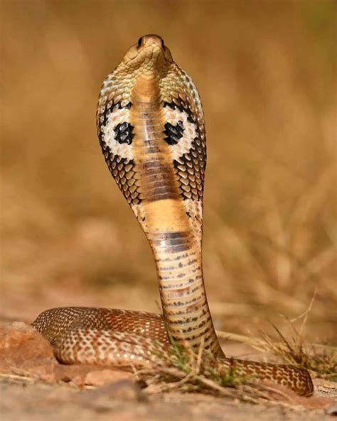 Snakes Of Indian Subcontinent On Instagram “the Spectacled Cobra