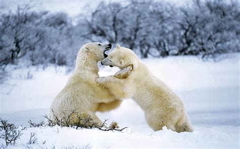 Two White Polar Bears Fighting Hd Wallpaper Wallpaper Flare