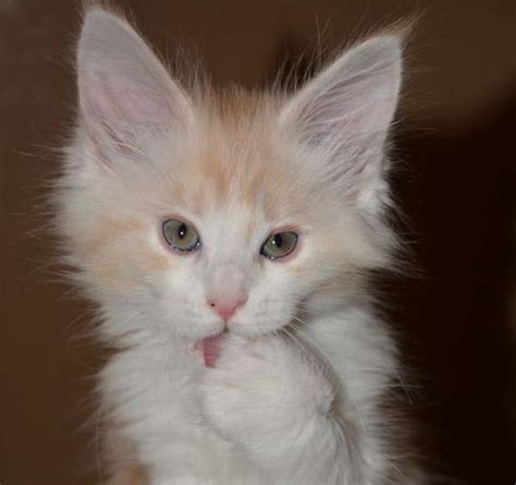 Start date oct 31, 2007. 674 best Maine Coon Lovers images on Pinterest
