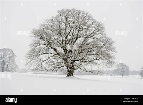 English Oak Snow Tree Winter Common Oak Pedunculate Oak Tree Trees