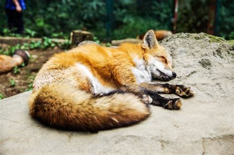 Red Fox Lying On Ground · Free Stock Photo