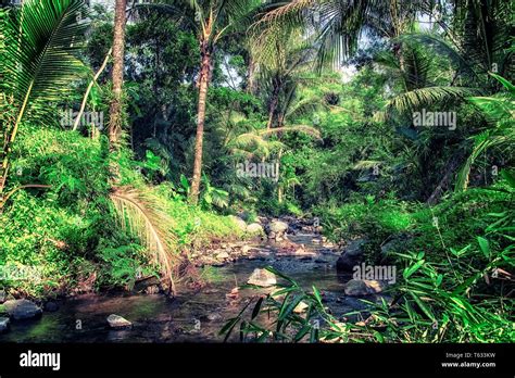 Tropical Rainforest Indonesia Hi Res Stock Photography And Images Alamy