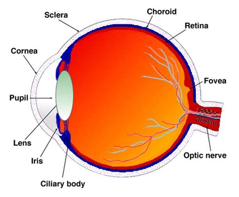 Labelled eye diagrams for kids are important to learners' understanding of how we use our eyes and how important they are. Back to Basics-Retinal Detachment - Sydney Ophthalmic ...
