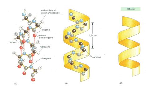 Bioquimica Estructura De Las Proteínas