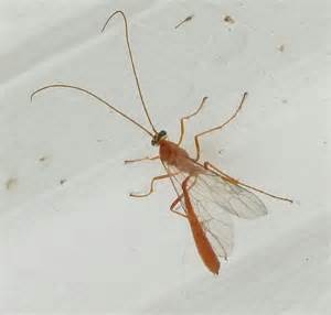 Skinny Red Flying Insect With Long Legs And Feelers