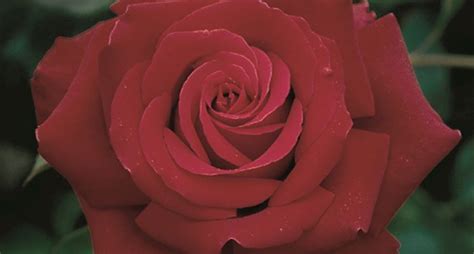 Rosa Rossa Fiore Fiori Di Piante Fiore Di Rosa Rosso
