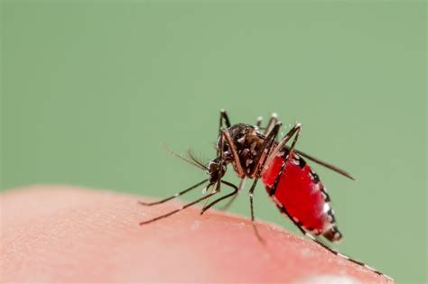Lethal Asian Tiger Mosquitoes Are Set To Return To The Uk Mosquito
