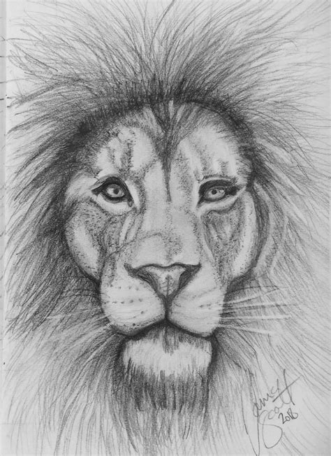 Lion By Tania Animal Sketches Animal Drawings Cute Animal Drawings