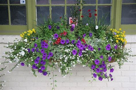 Best Flowers For Flower Boxes Full Sun Container Plants For Full Sun