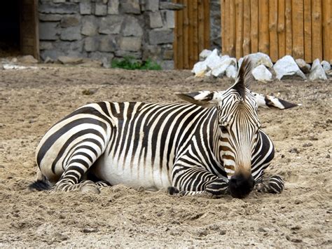 Zebra Stripes: Are Zebras Black with White Stripes or White with Black