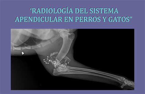 Cursos A Distancia Feva Unlpam Radiología Del Sistema Apendicular En