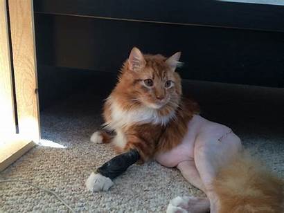 Shaved Cat Crazy Internet Goes Cats Imgur