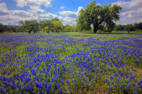 Texas Hill Country Blooms In The Spring La Times