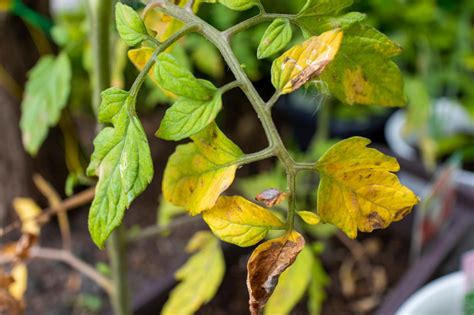 Tomato Leaves Turning Yellow Heres How To Fix It Hgtv