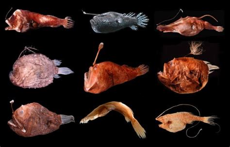 Deep Sea Anglerfishes Melanocetidae And Ceratiidae Characteristics