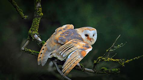 Barn Owl Migration Bing Wallpaper Download