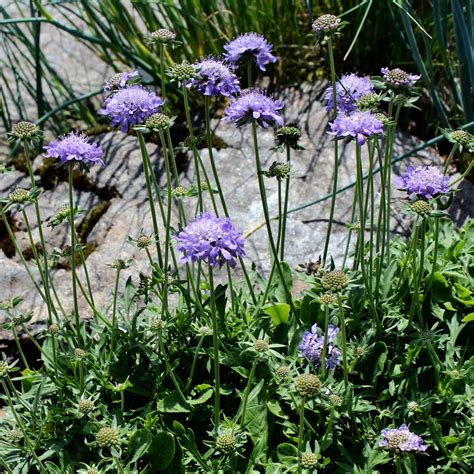 Dwarf Pincushion Flower Scabiosa Japonica Alpina Mygardenlife