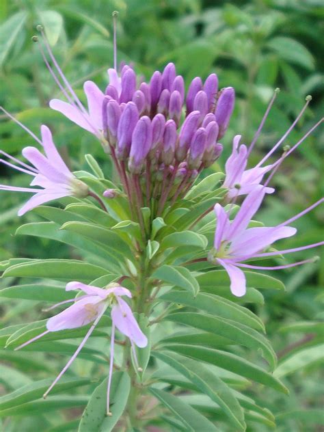 Annuals such as the rocky mountain bee plant, perennials including milkweed, prairie sage, dotted blazing star and rocky mountain penstemon along with. Cleome serrulata - Rocky Mountain Bee Plant | Bees plants ...