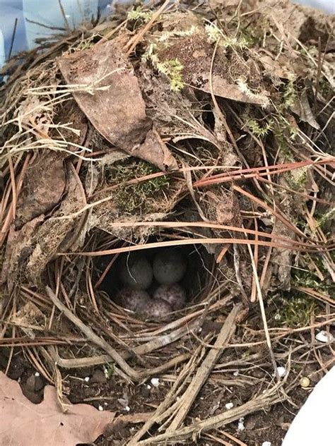 One member of the pair may stay at the site while the other gathers material. Carolina Wren nest in bag of mulch | Bags of mulch, Mulch ...