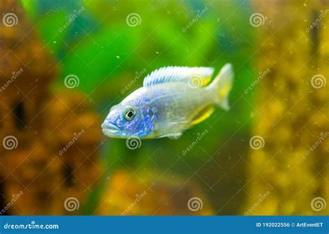 Cichlids Du Malawi Poissons De Type Sciaenochromis Photo Stock Image