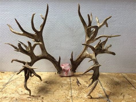 Potential World Record Deer Rack Could Be Worth 100 Grand Outdoorhub