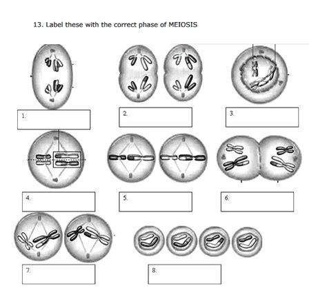 Meiosis Diagram Without Labels