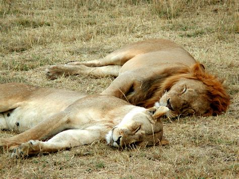 Filelion And Lioness Sleeping