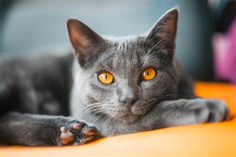 Chartreux Cat — Full Profile History And Care