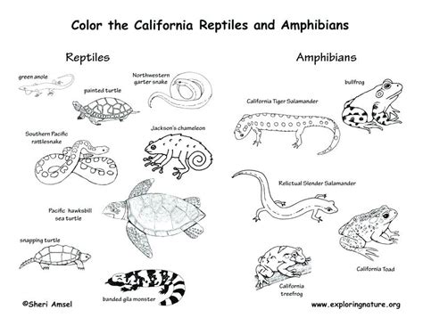 Some amphibian coloring may be available for free. Amphibian Coloring Pages at GetDrawings | Free download