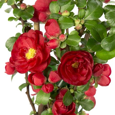 Buy Flowering Quince Chaenomeles Speciosa Scarlet Storm Pbr