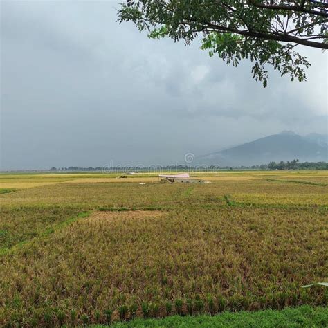 Yellow Rice Plants In Rice Fields That Have Been Harvested Stock Image