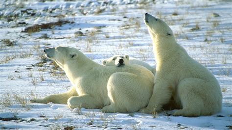 The Essential Guide To Seeing Polar Bears In Canada
