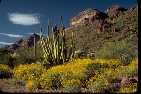 Organ Pipe Cactus National Monument Find Your Park