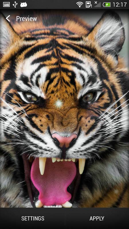 Tigers Live Wallpaper Free Android Live Wallpaper Download
