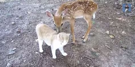This Cat And This Baby Deer Just Pranced Right Into Our Hearts