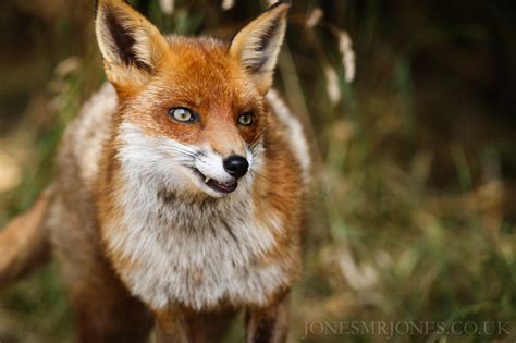 Jonesmrjones Media Owls Foxes Badgers And Stoats At