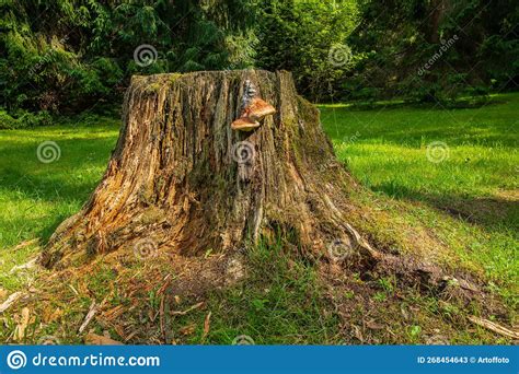 Decaying Tree Stump With Fungus Old Rotten Tree Stump Stock Image