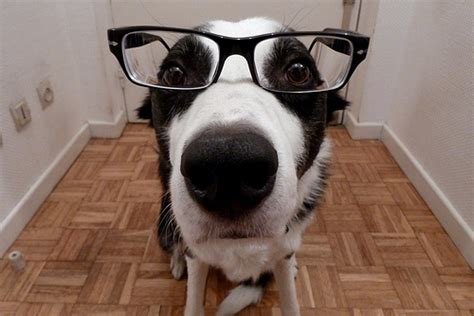 20 Cute Dogs With Glasses Amazing Creatures