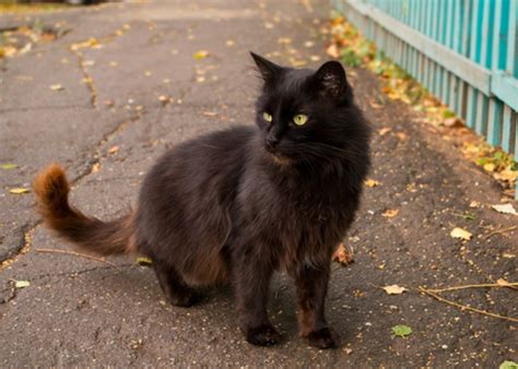 Spooky Facts About Black Cats Cats Black Cat Norwegian Forest Cat