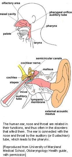 Ear Nose And Throat Diagram
