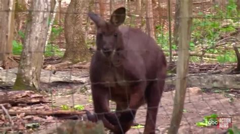 Girl Attacked By Kangaroo In Alabama Wfts Tv