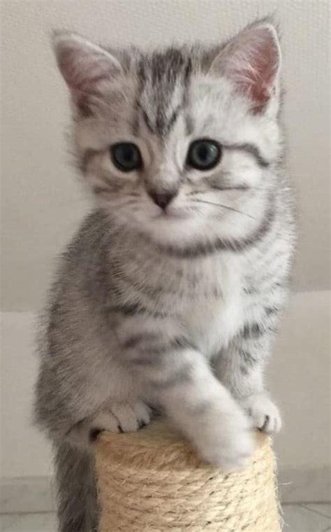 Bengal, siamois et plus sur kijiji, le site de petites annonces no. Donne Animaux - 88100 SAINT DIE DES VOSGES - Site d ...