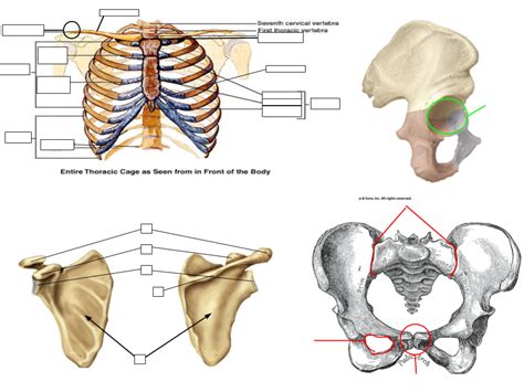 Thoracic Cage Pectoral And Pelvic Girdles Diagram Quizlet