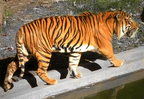 Tiger Stripes By Bebekeene On Deviantart