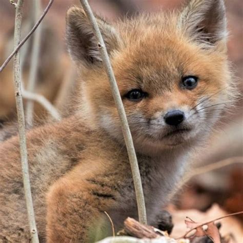Everything Fox Pet Fox Baby Animals Animal Pictures