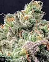 Made with real peanut butter, these cookies have a crunchy texture and a. Nutter Butter Cookies Strain / Peanut Butter Breath Strain Hybrid Cannabis Video Hytiva - Add ...