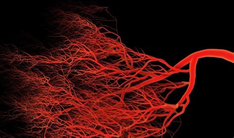 The Epigenetics Of Blood Vessel Formation Asian Scientist Magazine