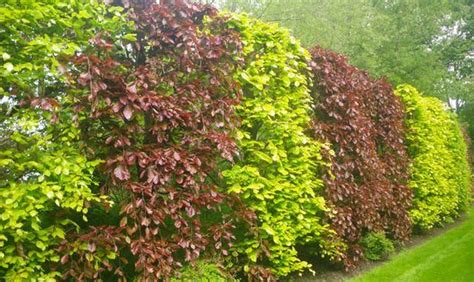 Buy Online Purple Beech Hedging Plants For Sale Direct From Uk Tree And