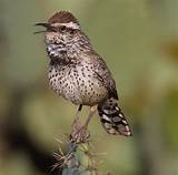 The cactus wren's nest is a large, spherical structure usually built with dry grasses and annual plants; Cactus Wren | San Diego Bird Spot