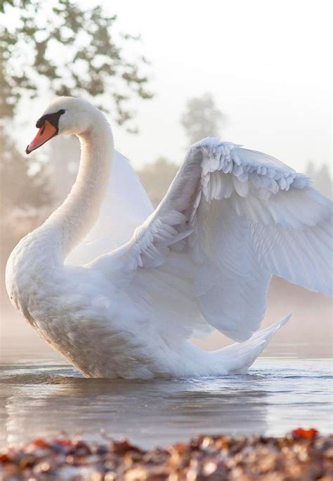 Beautiful Swan Makes Me Think Of The Swans In Springbank Park In